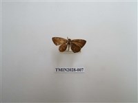 藏品(黑星灰蝶)的圖片